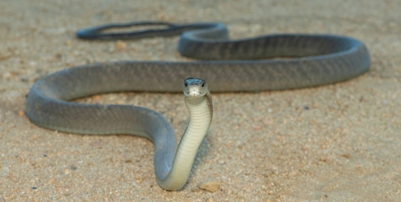 Kenia bajo alerta: la "emergencia silenciosa" de las mordeduras de serpiente que cobra miles de vidas