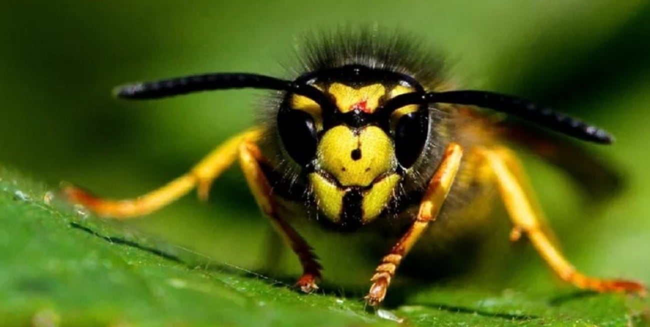 Neuquén: un hombre murió tras ser atacado por un enjambre de “avispas carnívoras”