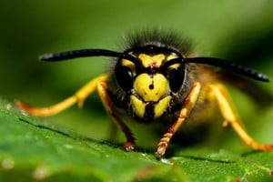 La avispa Vespula germanica es una especie invasora ampliamente dispersa en la Patagonia. 