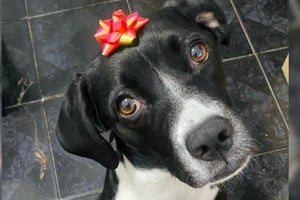 Oreo, feliz en tu día. Tender una mano es dar amor a una mascota. Gentileza.