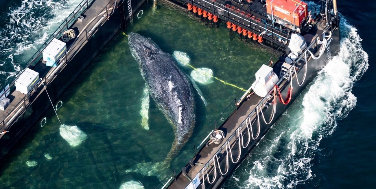 Operativo histórico en Alemania: la ballena Timmy inició su viaje final hacia la libertad