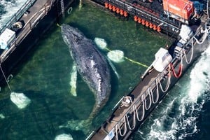 Dos multimillonarios se ofrecieron a financiar los continuos intentos por salvar a la ballena. Foto: Philip Dulian/AP
