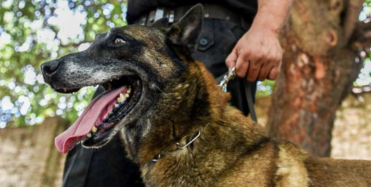 Balto, un perro de la Policía, detectó municiones tras requisas en barrio Coronel Dorrego