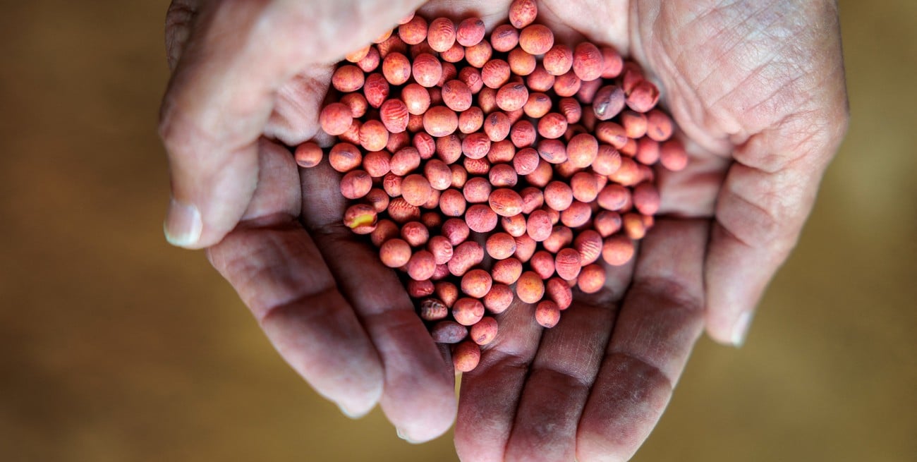 Gaich: "El desafío es lograr un equilibrio entre productores y semilleros"