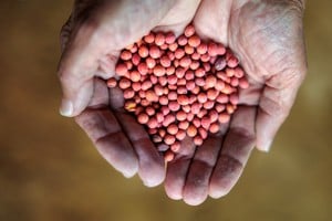 “Lo importante es lograr un esquema que permita incorporar tecnología, que los semilleros puedan cobrar de manera razonable y que los productores no quedemos totalmente expuestos”, explicó.