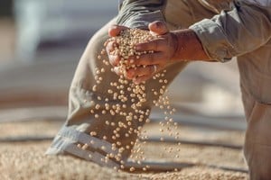 Más lluvias favorecerían la producción de soja hacia fines de 2026.
