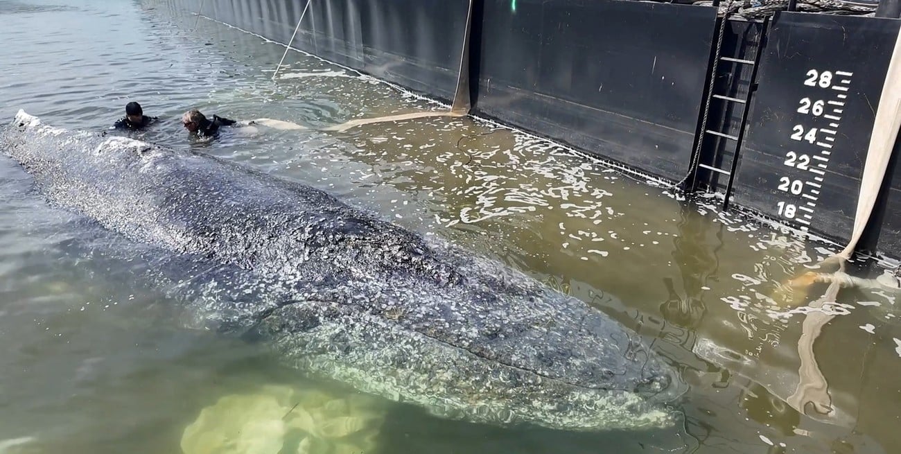 La ballena jorobada Timmy que movilizó a Europa ya nada en libertad