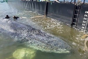 El equipo de expertos a cargo del rescate debió evaluar minuciosamente las condiciones de salud del animal antes de proceder a su liberación. REUTERS