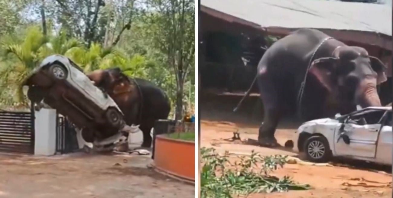 Pánico en un templo de India: un elefante causó destrozos y dejó un muerto