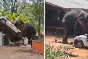 Autoridades forestales trabajaron durante casi dos horas para contener al elefante.