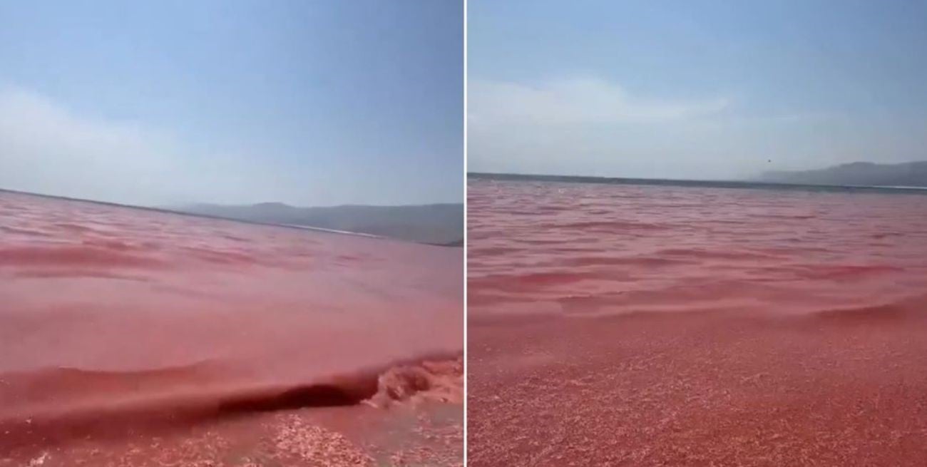 Video: una playa apareció teñida de rojo en Omán y el motivo generó desconcierto