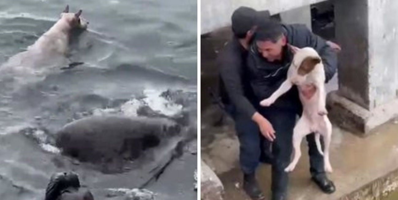 Susto en Chile: un perro cayó al mar, quedó rodeado de lobos marinos y fue rescatado gracias a un dron