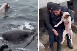 El animal fue rescatado, evaluado por veterinarios y quedó en buen estado.