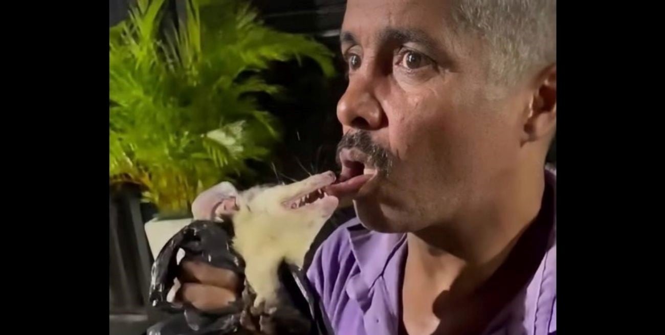 Video: quiso hacer una broma con una zarigüeya y el animal lo mordió