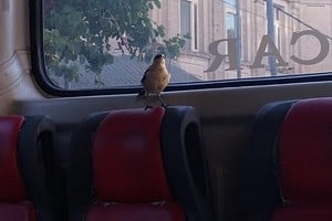 Allí está él, en una mañana de sol, muy tranquilo...