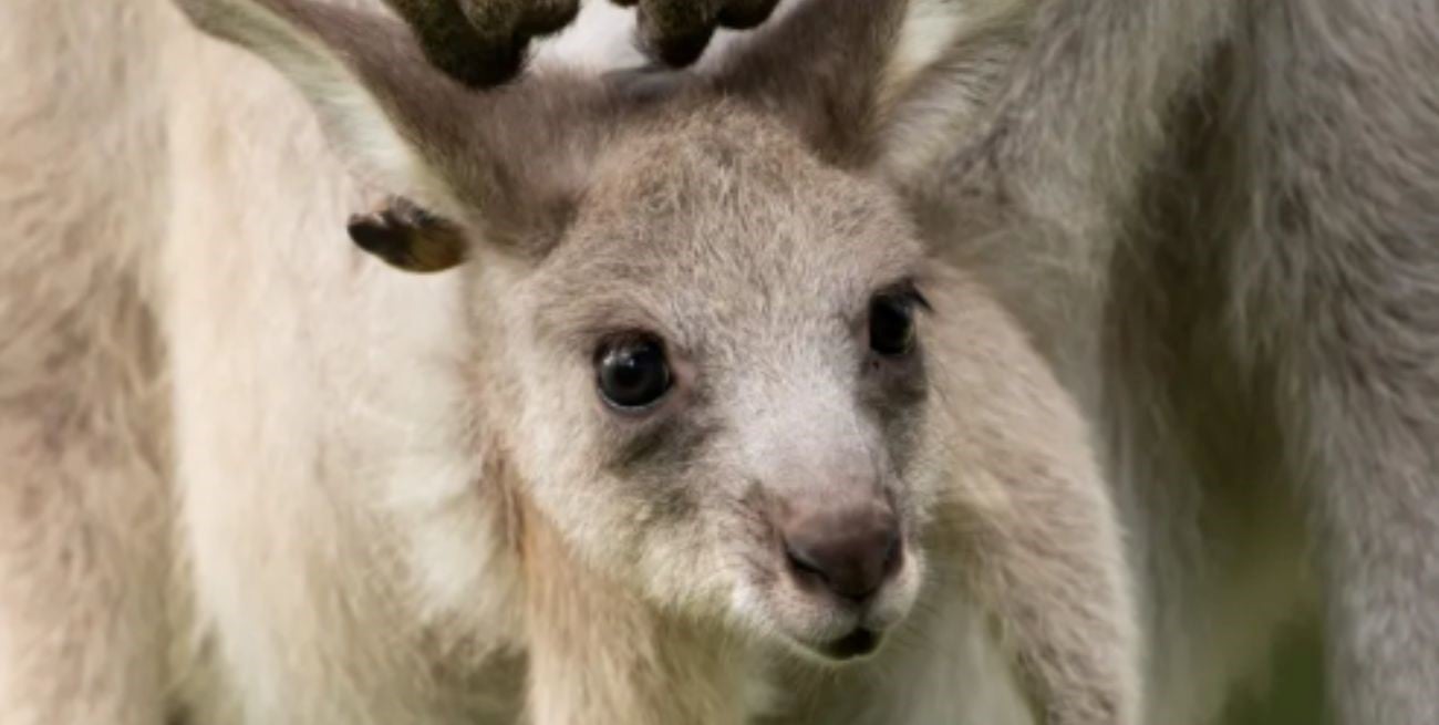 William, Kate y sus hijos le pusieron nombre a una cría de canguro en el zoológico de Australia