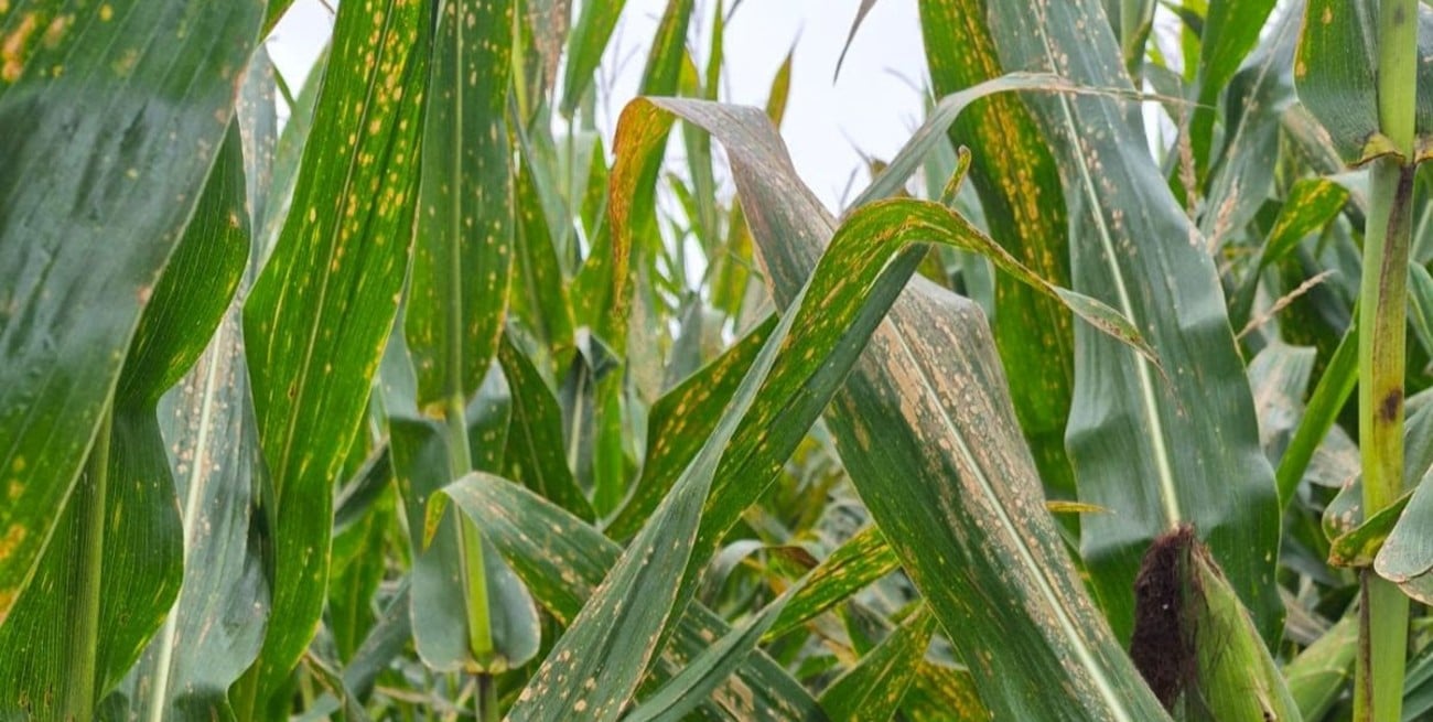 Maíz: advierten por el avance de la mancha blanca