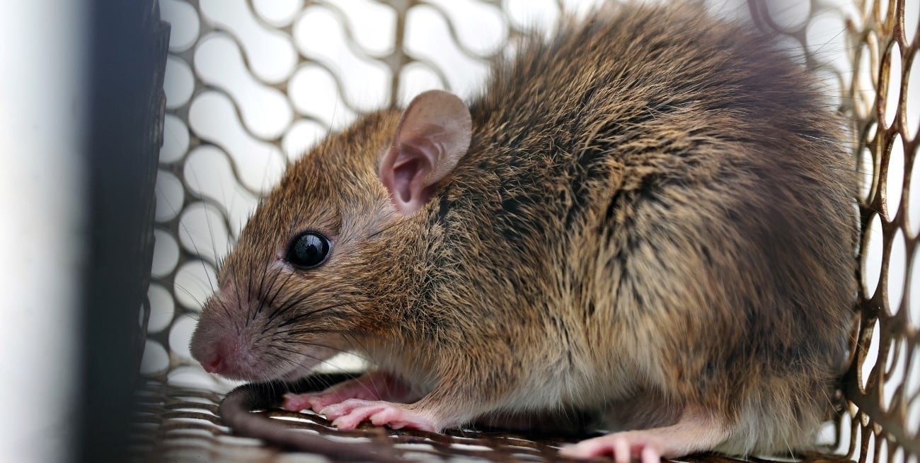 Una influencer compartió un video tocando a un ratón que transmite hantavirus