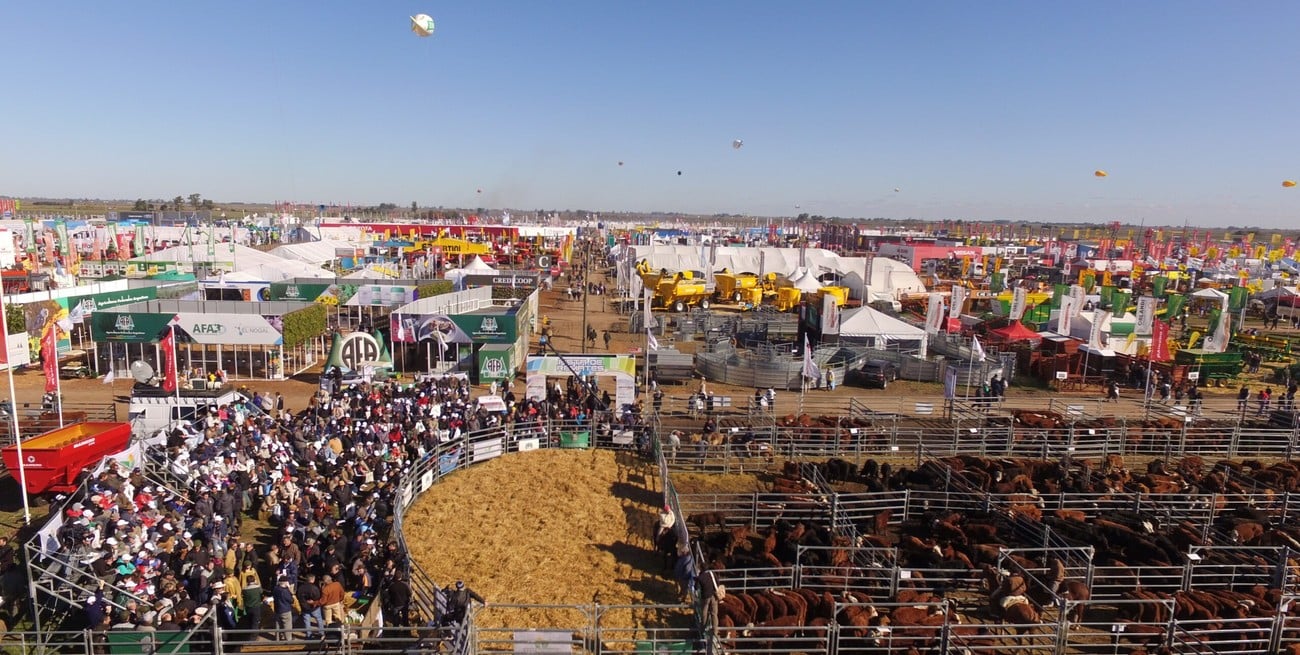AgroActiva ganadera: genética de punta, remates de elite y expectativas récord