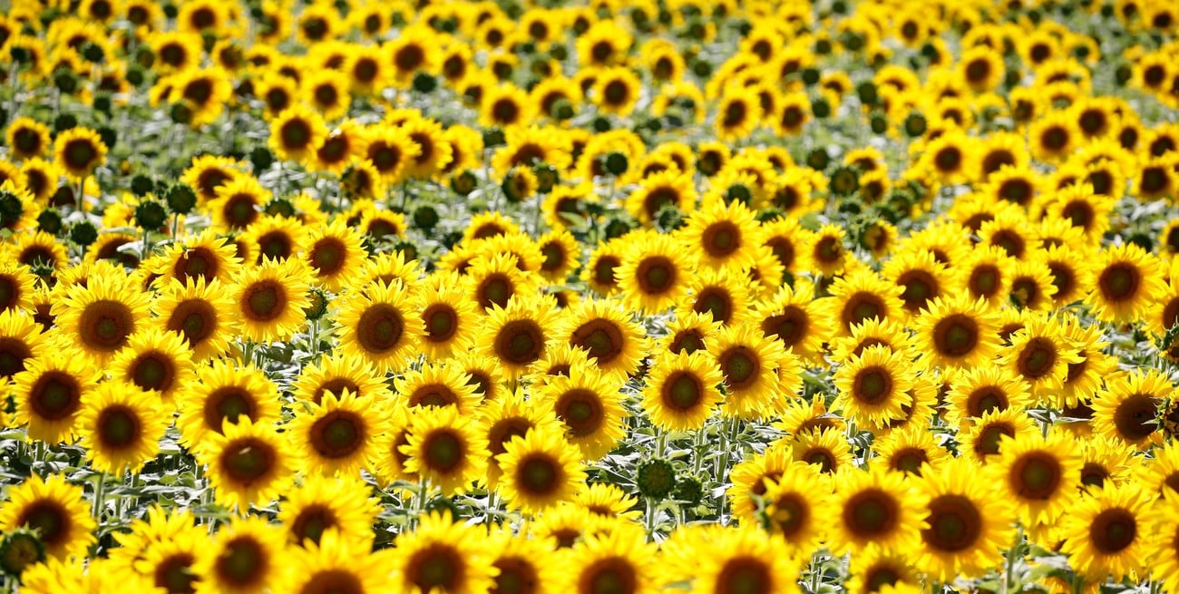 El girasol cerró una campaña histórica con récord de área, rendimiento y producción