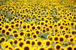 La cosecha de girasol 2025/26 marcó un récord nacional de 6,6 millones de toneladas