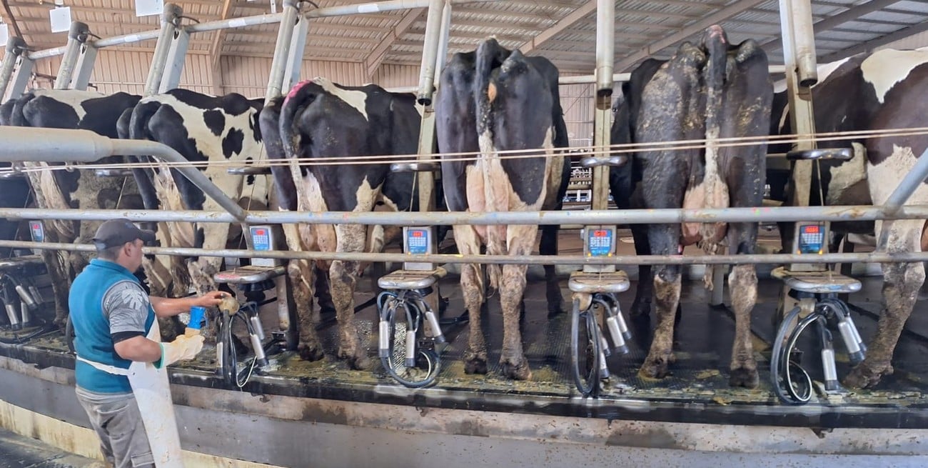 Del lote al tambo: cómo la agricultura de precisión mejora la producción y calidad de alimentos