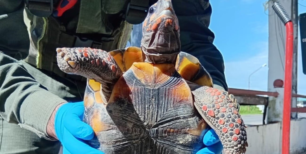 Iba en una olla: el insólito rescate de una tortuga en Formosa                                                                                                                                                                                                                        