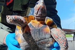 Detuvieron a una mujer que trasladaba una tortuga oculta en una olla.