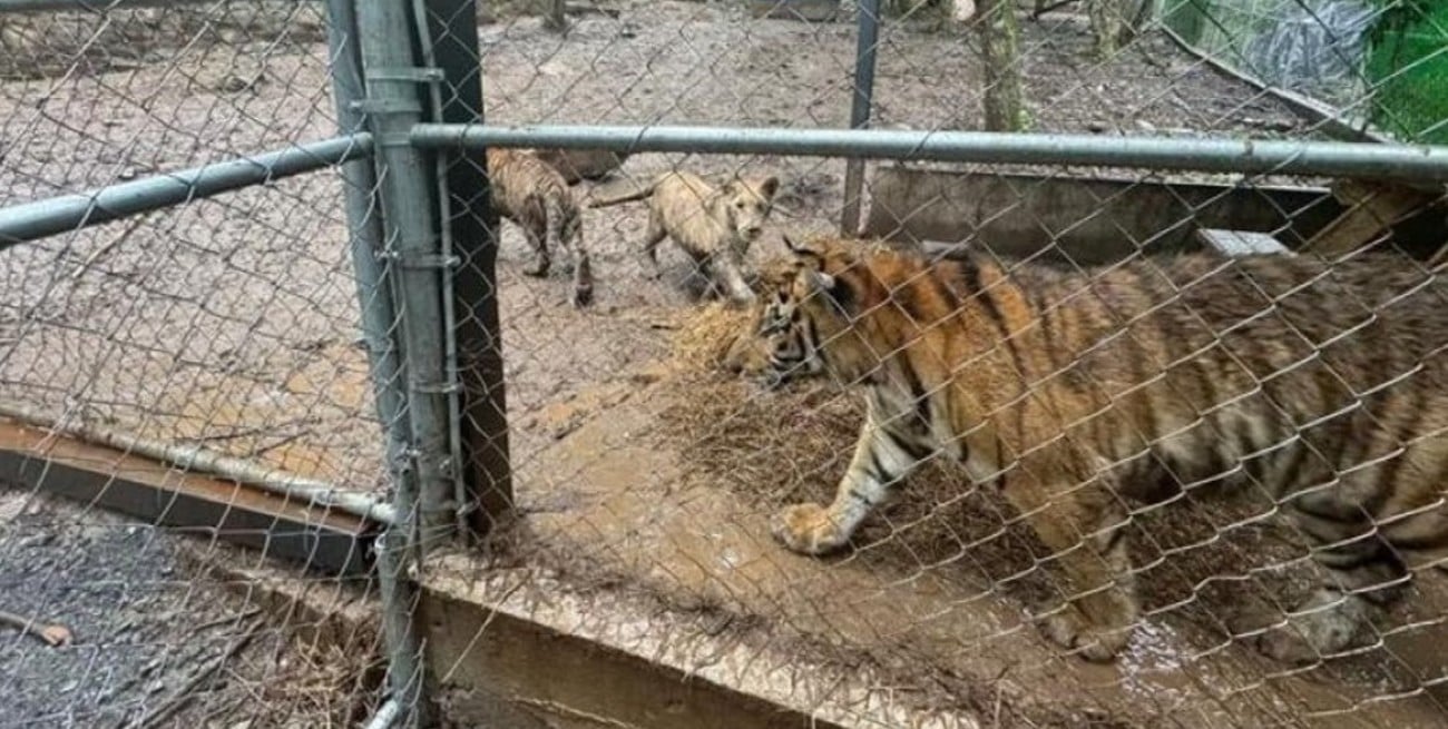 Rescataron siete tigres tras capturar al líder de un cartel de drogas en México