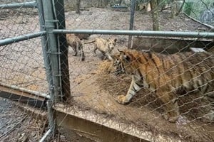 Las autoridades mexicanas recuperan drogas, armas y siete tigres tras capturar al líder de un cártel.