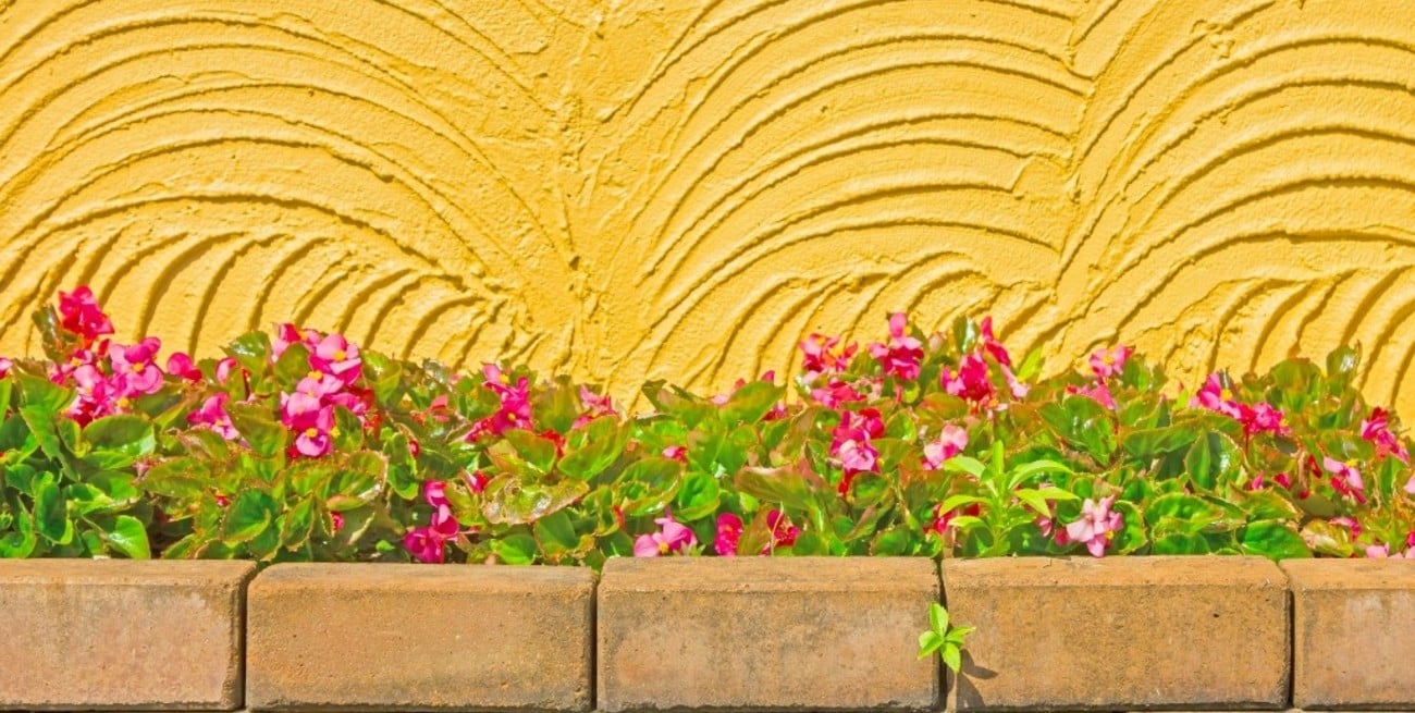 La planta "mágica" que florece todo el año y es ideal para balcones