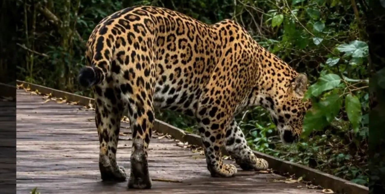 Video: turistas grabaron a un yaguareté en plena Reserva Iberá