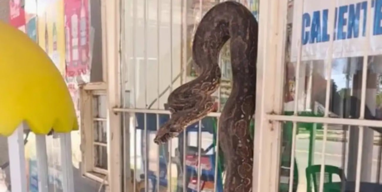 Una boa constrictora generó alarma dentro de un kiosco en Salta