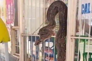 Hallaron una lampalagua en un comercio de Salta.