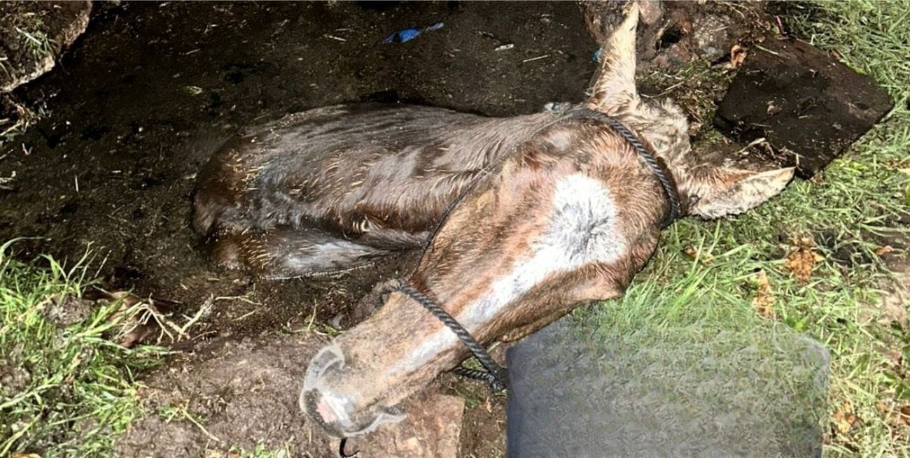 Policías y bomberos rescataron un caballo que cayó en un “pozo ciego”