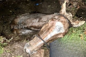 Costó mucho trabajo rescatar al pesado animal. Foto: El Litoral