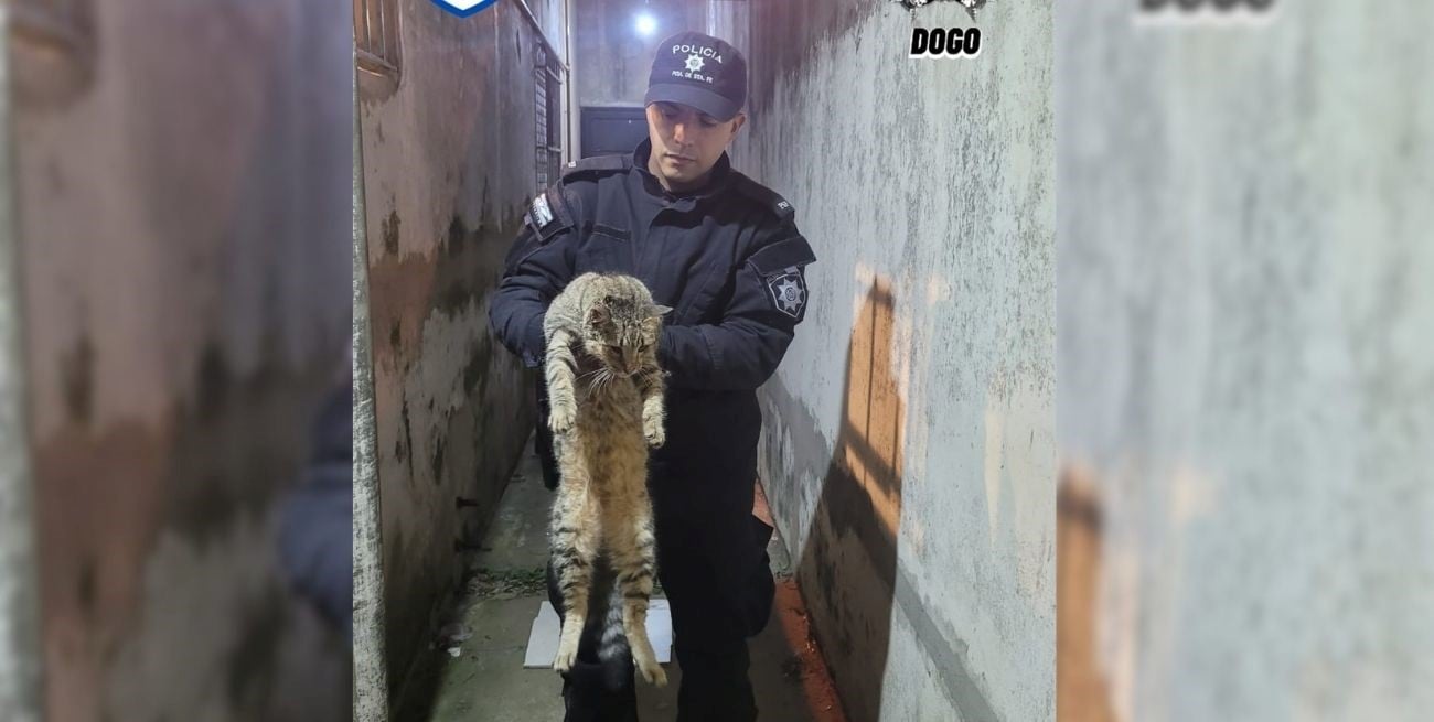 Rescatan a un gato atrapado en un caño de desagüe de una vivienda