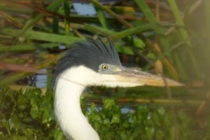 Garza mora (ardea cocoi). Pablo Capovilla.