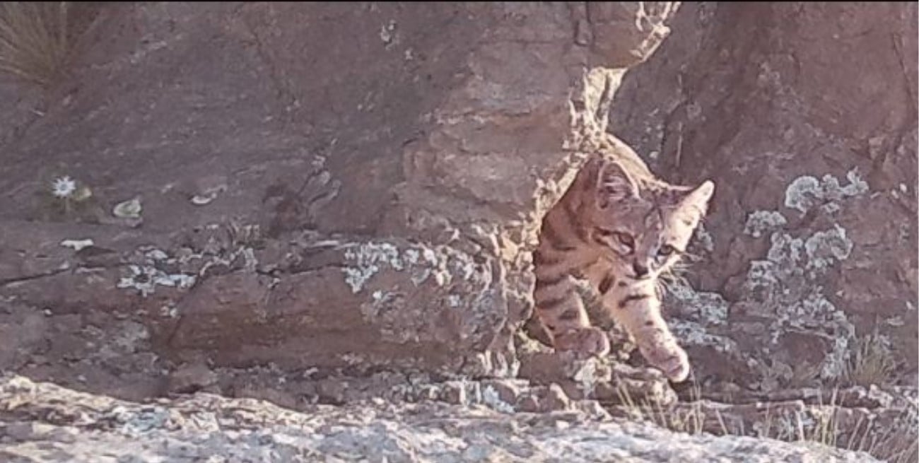 Video: registraron por tercer año consecutivo la presencia de un gato andino en Mendoza