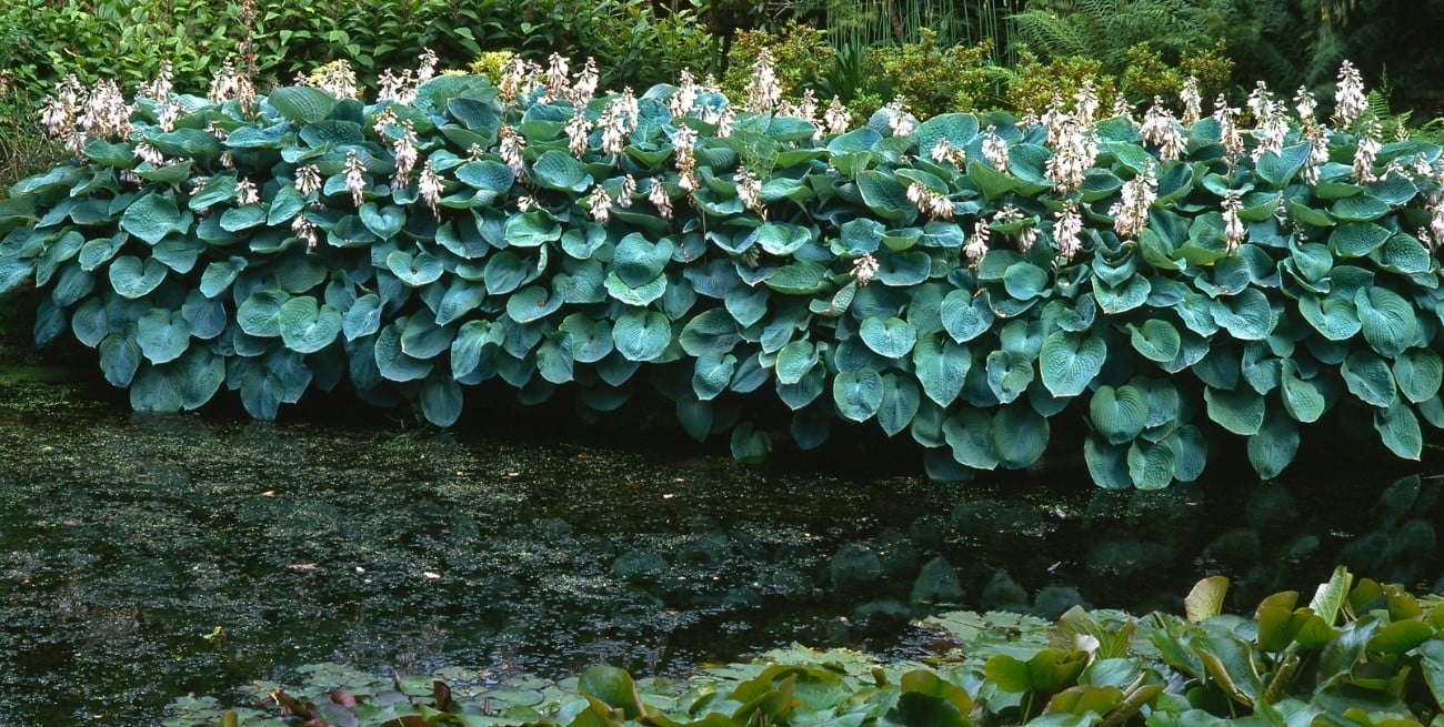Tres plantas ideales para rincones con escasa luz natural