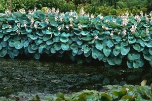 Las hostas destacan por sus hojas grandes y variedad de tonos verdes.