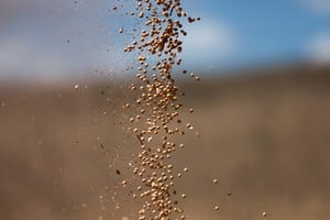 La UE aliviana trámites internos, pero sostiene la presión sobre exportadores de soja y carne