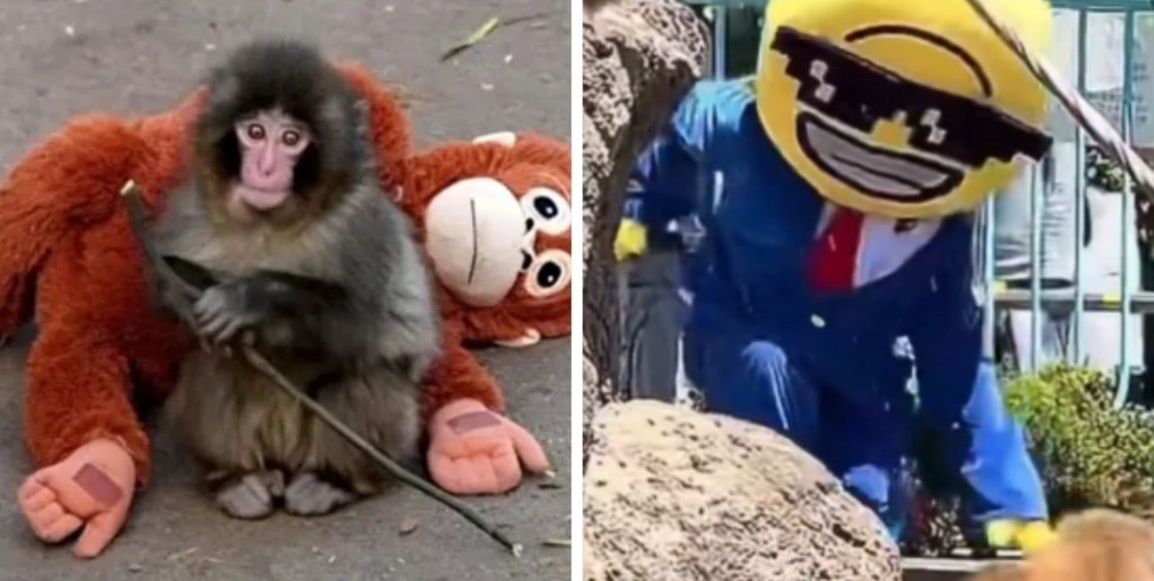 Dos estadounidenses fueron detenidos tras invadir el hábitat del mono Punch en Japón