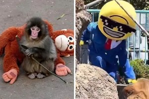 Un turista saltó al recinto de un mono para grabar contenido y fue detenido junto a su acompañante.