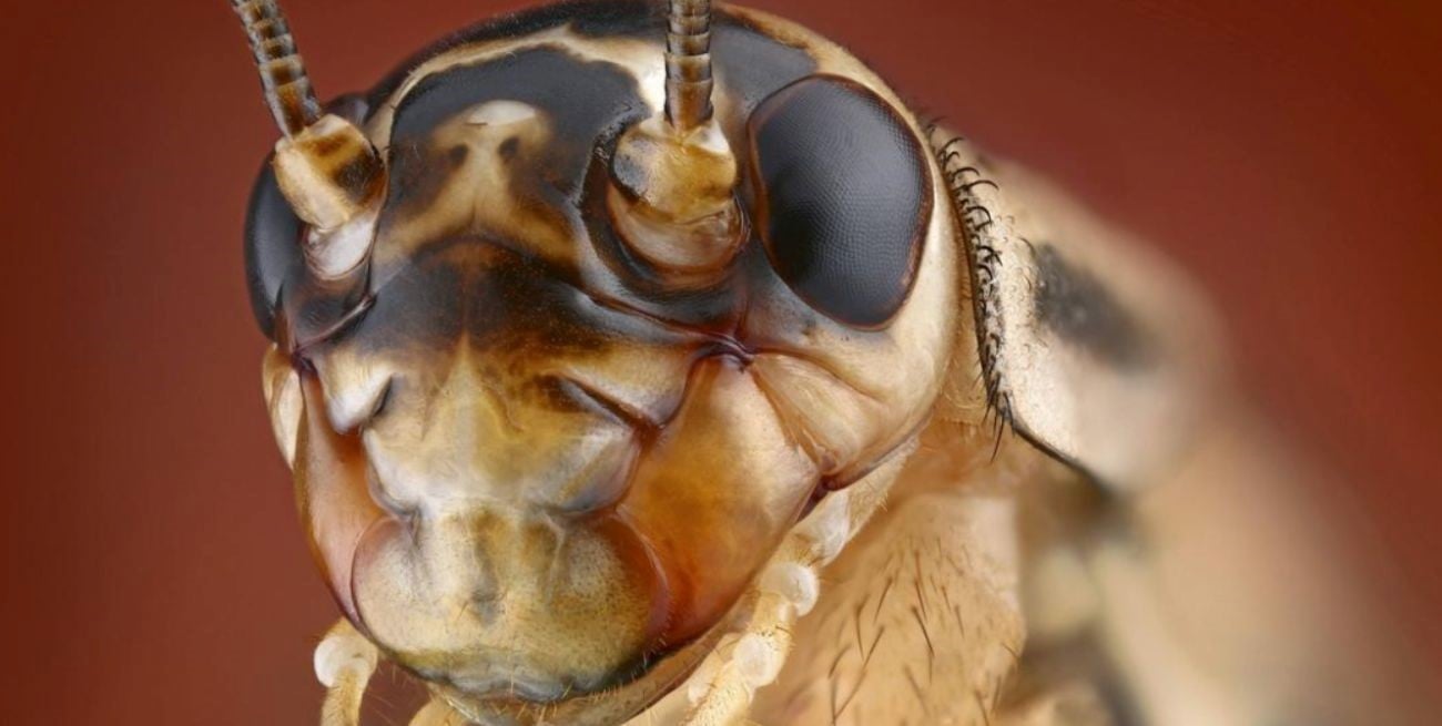 Investigadores advierten que algunos insectos pueden sentir dolor