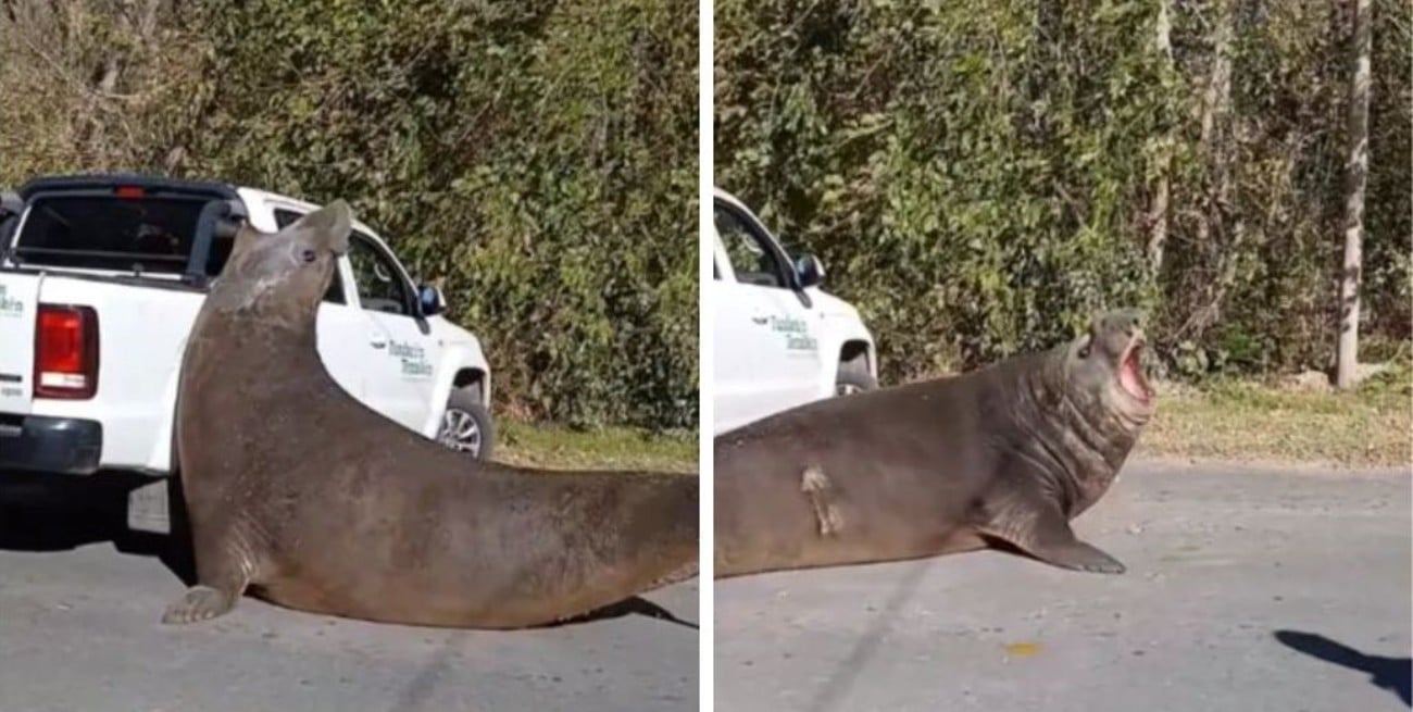 Insólita escena en Ensenada: un elefante marino apareció en plena calle y obligó a interrumpir el tránsito 