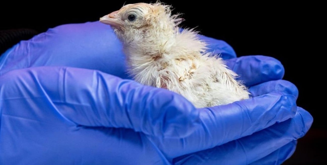 Nacieron 26 pollitos incubados en huevos con cáscaras artificiales impresas en 3D
