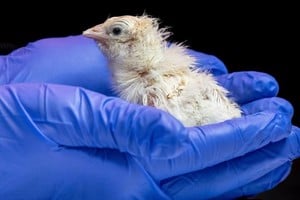 Un pollo recién nacido en el entorno artificial desarrollado por Colossal Biosciences.