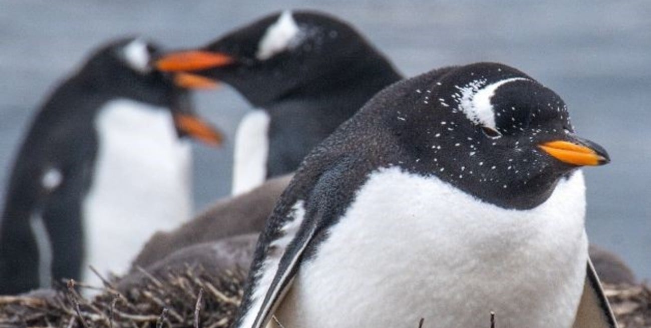 Descubrieron otra especie de pingüino antártico