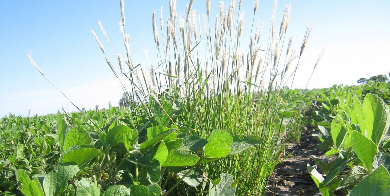Preocupa el avance de Chloris resistente en Argentina: ya afecta millones de hectáreas
